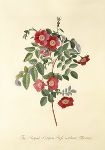 Rose: utan taggar (Royal Virgin Rose)